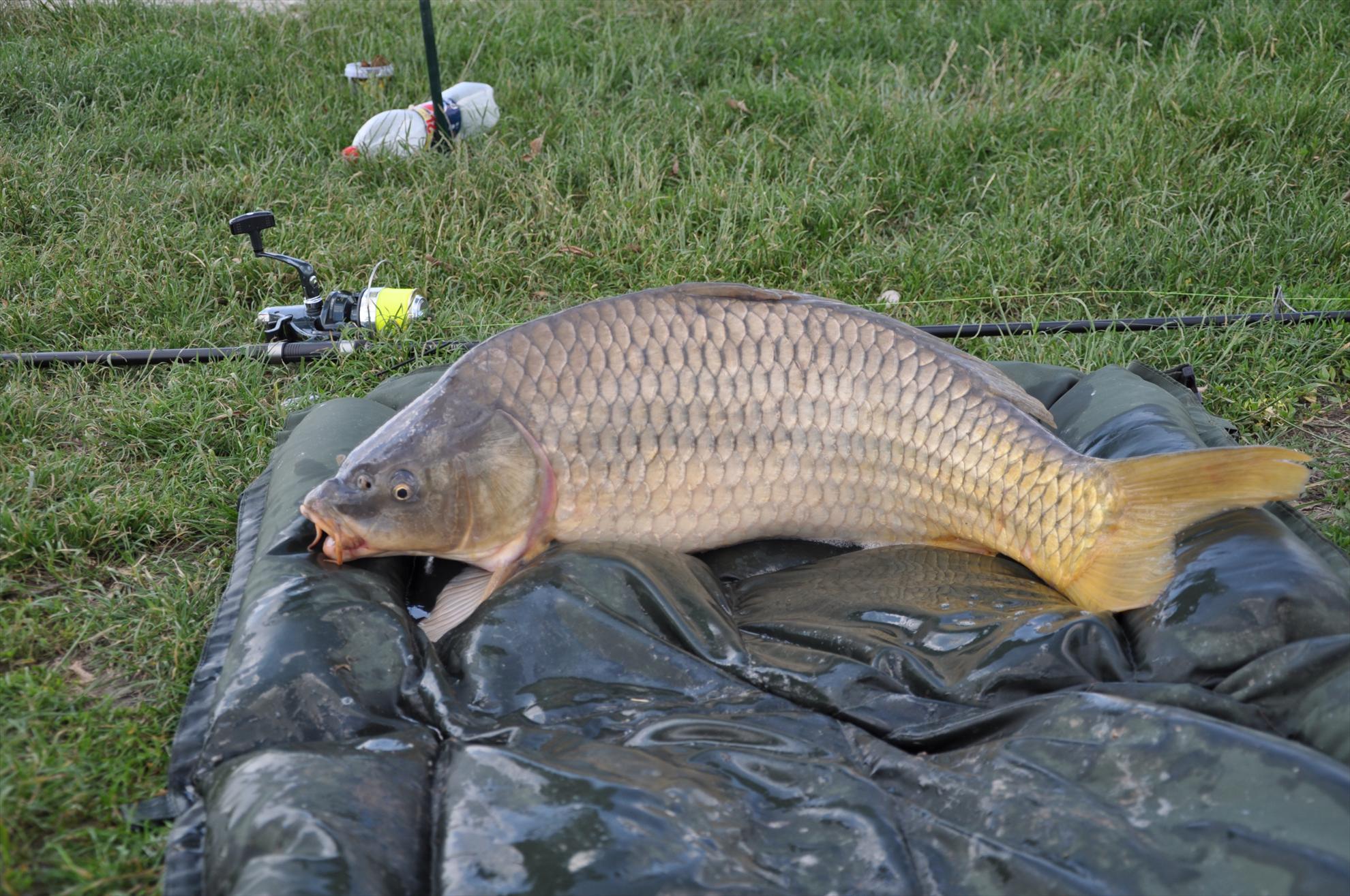 MV 2/2- 09/06/2013 - dsc0033.JPG